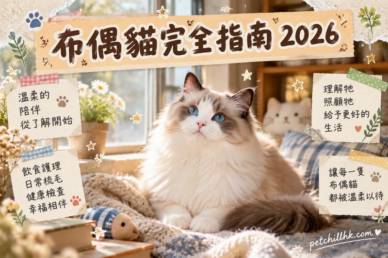 布偶貓完全指南 2026|性格、價格、飼養要點、香港領養資訊