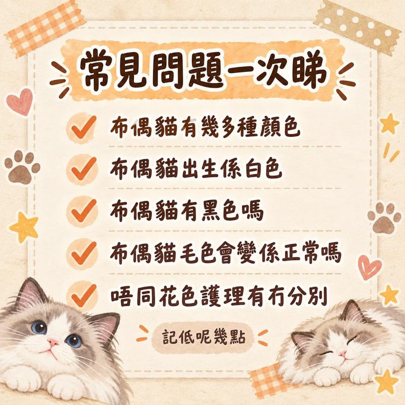 特寫海豹色重點色布偶貓嘅面紋同藍眼，毛色由鼻頭向耳緣漸深
