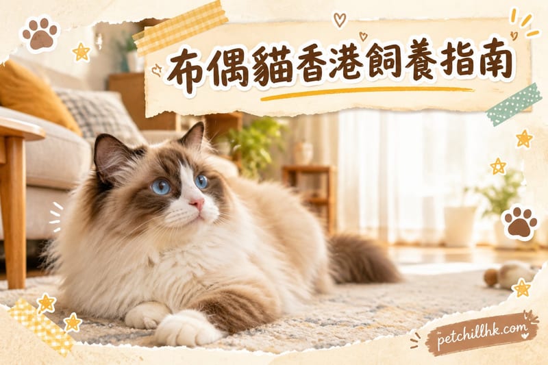 布偶貓香港飼養要點:氣候、家居同法例