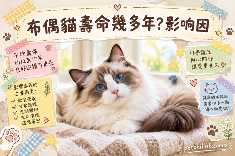 布偶貓壽命幾多年|香港飼主必讀影響因素與延壽清單