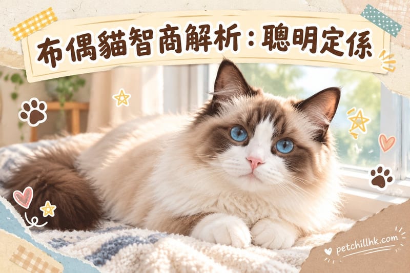 布偶貓智商解析|香港飼主必讀:聰明定係溫柔派?
