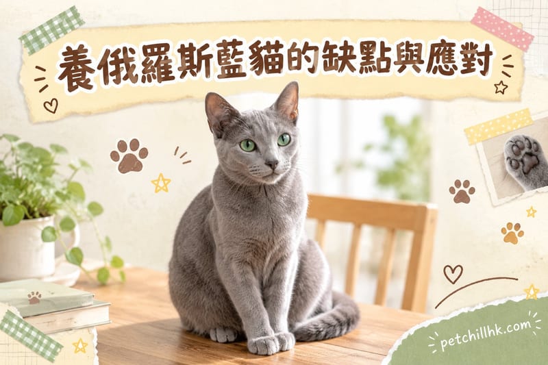 養俄羅斯藍貓的缺點與應對|香港貓奴必讀8個真實代價