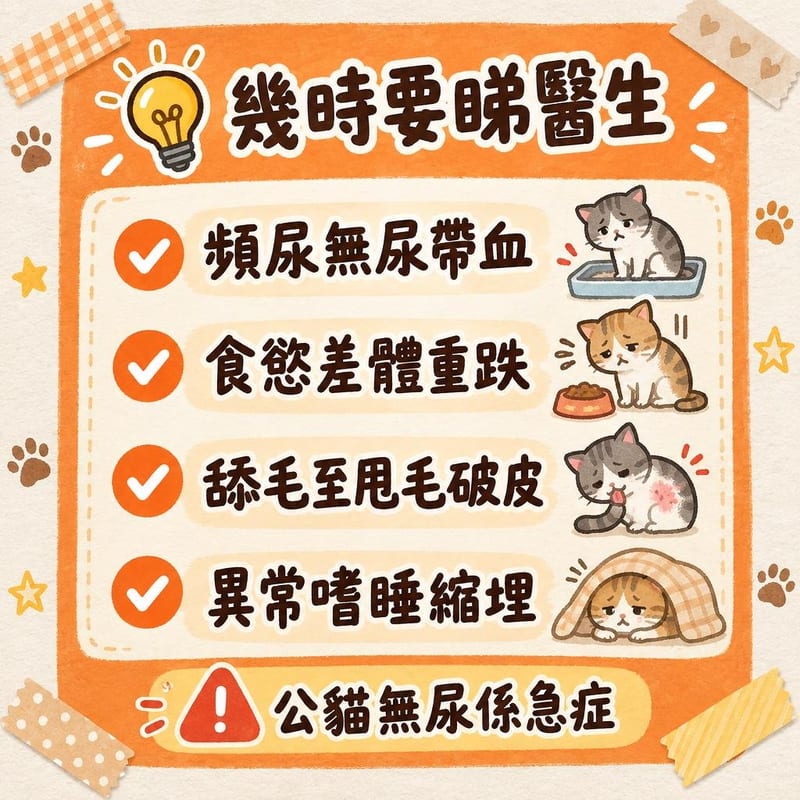 russian-blue-guide-hk 知識圖卡2