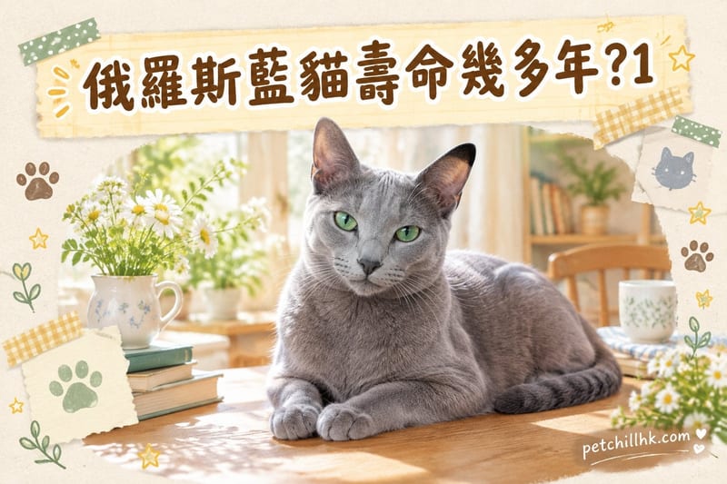 俄羅斯藍貓壽命幾多年?|香港15年以上延壽清單