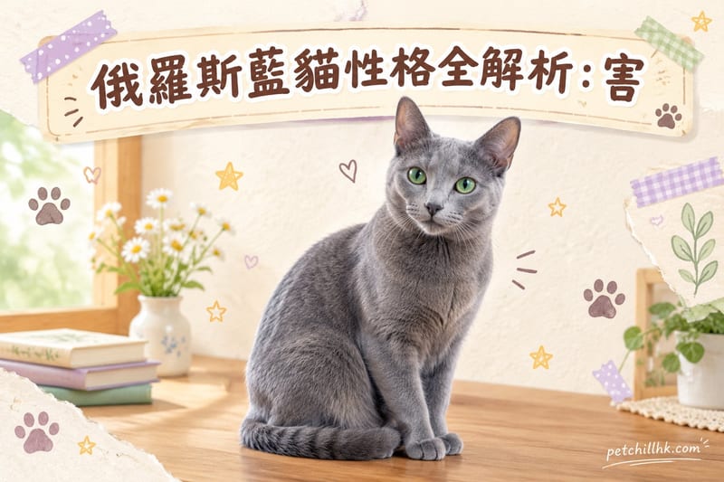 俄羅斯藍貓性格全解析|香港養貓必讀:害羞外表下的忠誠與高智商