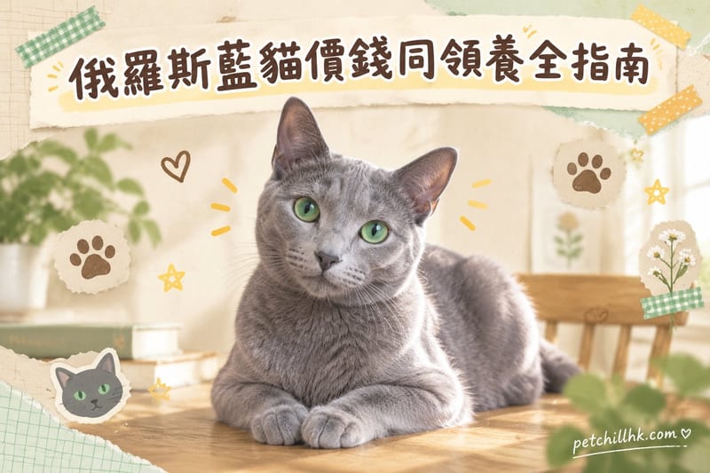 俄羅斯藍貓價錢同領養全指南|香港 2026