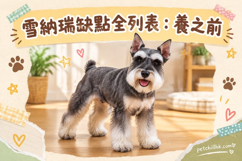 雪納瑞缺點全列表|香港養前必睇8大真相
