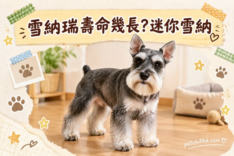 雪納瑞壽命幾長｜香港迷您雪納瑞壽命與常見疾病全解析