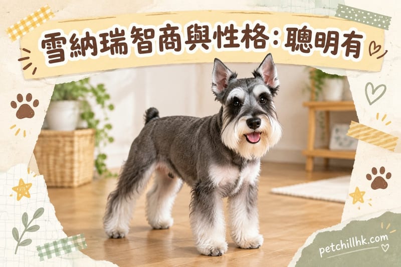 雪納瑞智商與性格|香港哨兵犬聰明主見全解析