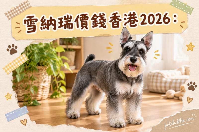 雪納瑞價錢香港2026：三種體型買賣領養全攻略