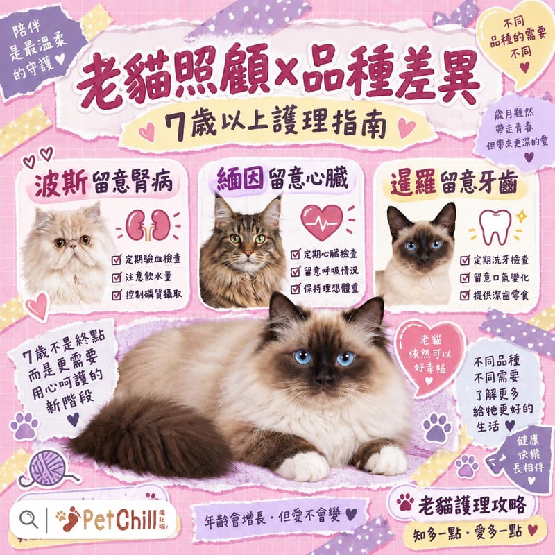 老貓照顧×品種差異|7 歲+ 老年貓護理全指南|波斯、緬因、暹羅、唐貓