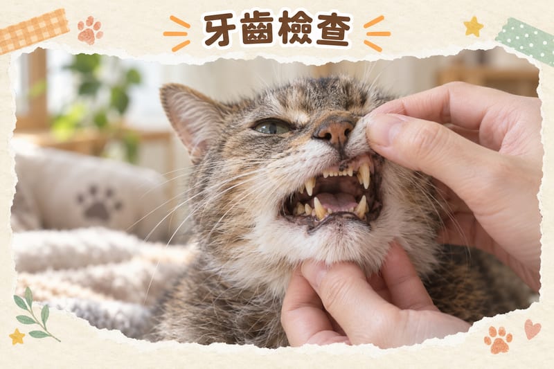 Dental examination