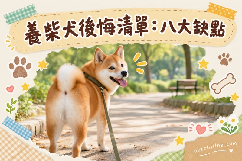 養柴犬後悔清單|香港飼主必睇八大缺點與對策