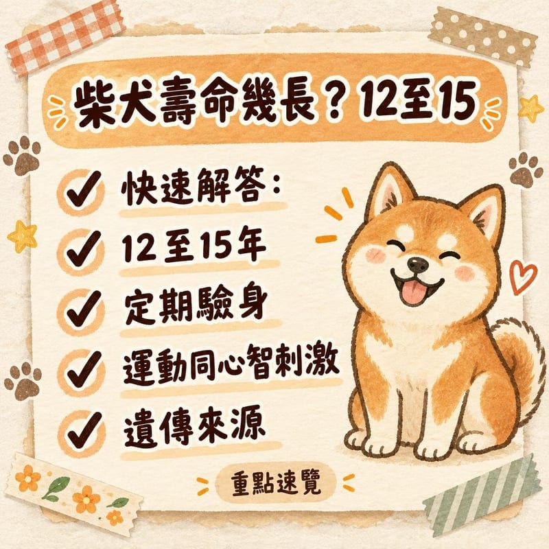 手寫紙板畫出柴犬年齡與人類年齡換算曲線,旁邊坐住一隻成年赤柴
