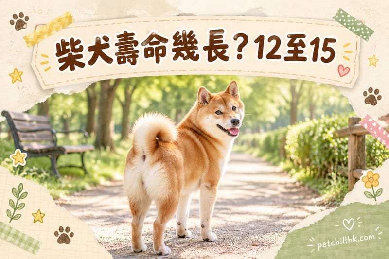 柴犬壽命幾長|香港12至15年延壽指南:陪多啲有法