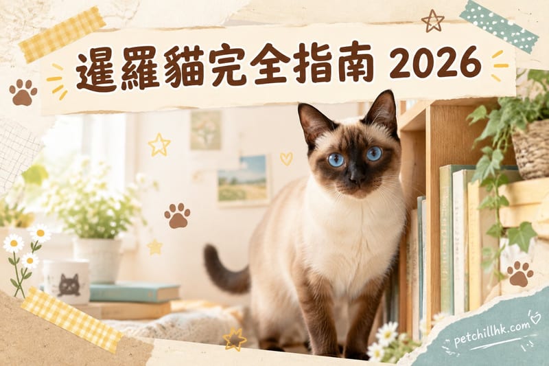 暹羅貓完整指南｜性格・價格・飼養・香港領養