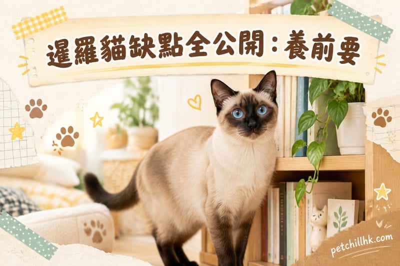 暹羅貓缺點全公開|香港養前要知嘅真相與應對