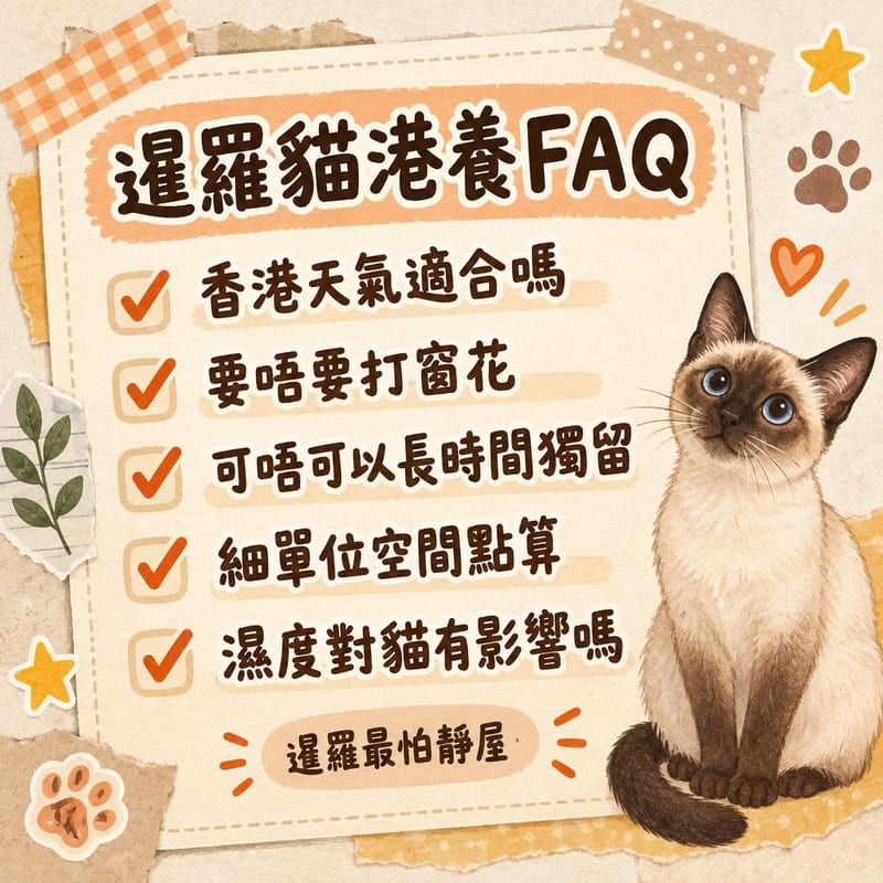 海豹色暹羅貓企喺牆身跳台最高層,俯瞰香港細單位的客廳全貌,窗上有金鋼紗