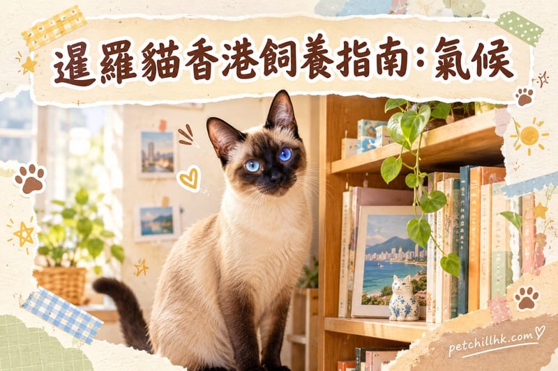 暹羅貓香港飼養指南:氣候、大廈與陪伴需求