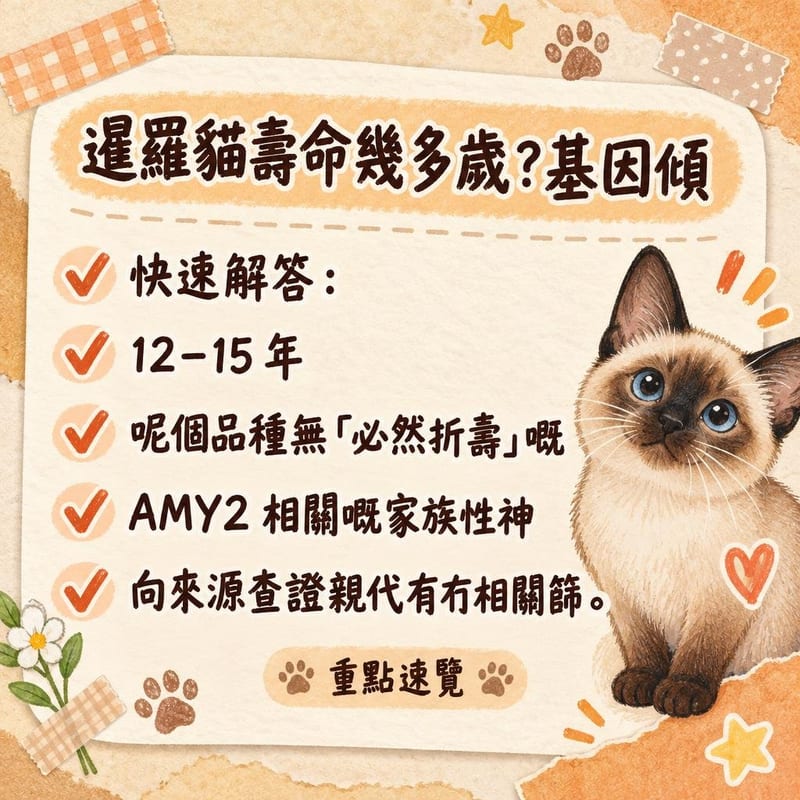 獸醫用聽診器為一隻暹羅貓做心臟聽診檢查,主人喺旁安撫,枱上有健康紀錄表