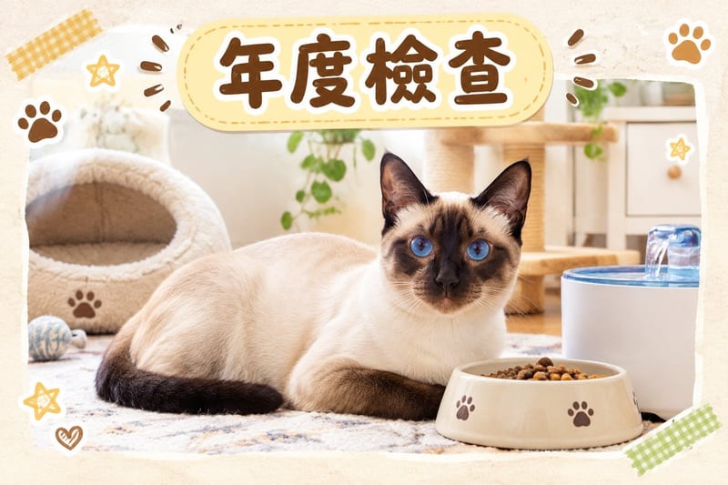 香港單位窗景,金鋼紗後面一隻暹羅貓安詳臥喺窗台躺板上望住維港,夕陽光暖