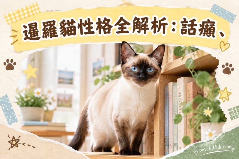 暹羅貓性格全解析|香港寵主必讀:話癲、黏人與高智商真相