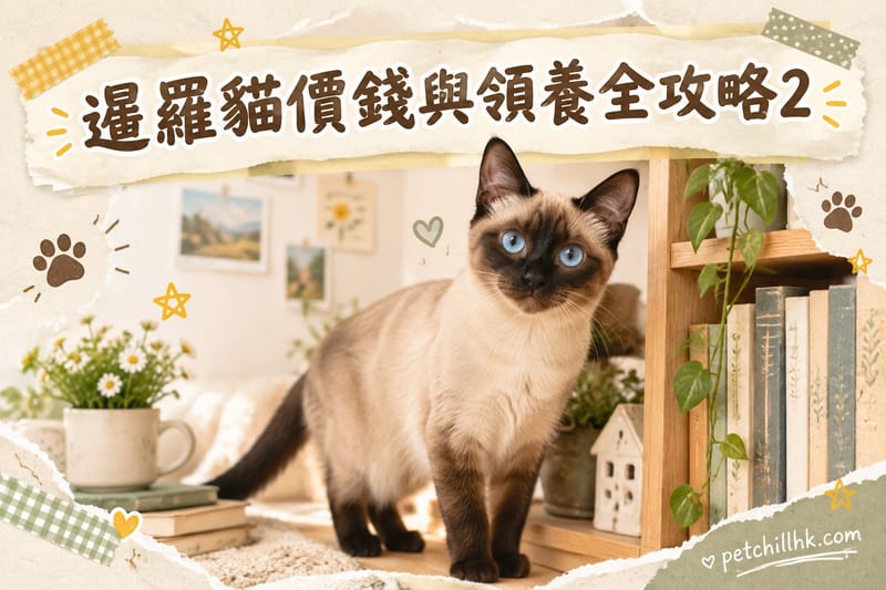 暹羅貓價錢與領養全攻略(香港)2026