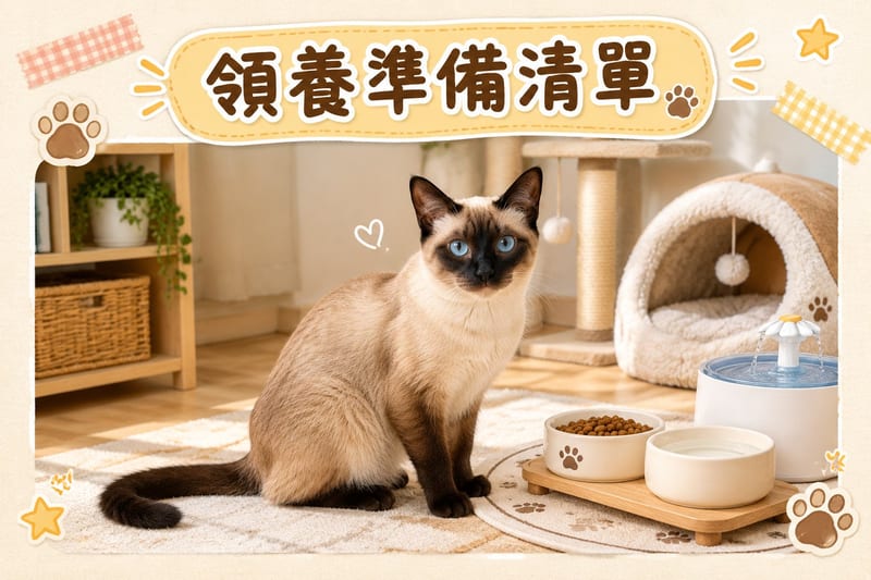 一位主人喺香港單位窗邊為海豹重點色暹羅貓梳毛,記錄本上寫住每月開支表