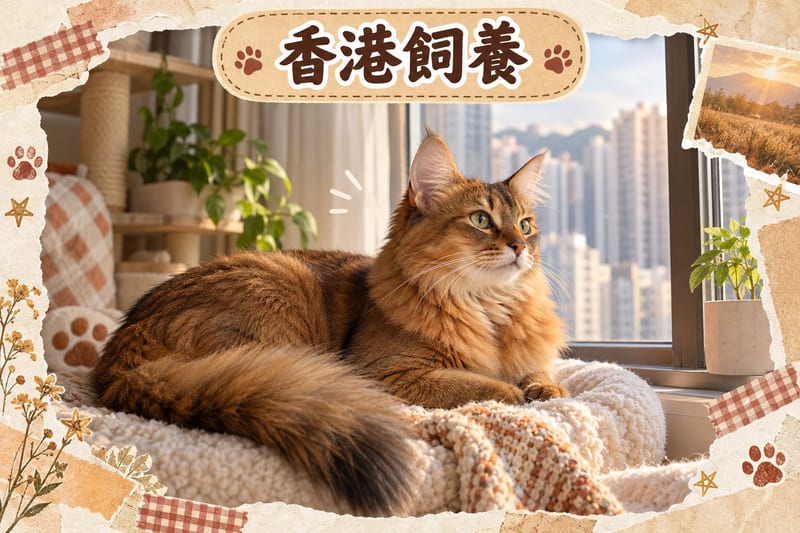 香港細單位客廳,索馬里貓喺高身貓架頂層觀察窗外