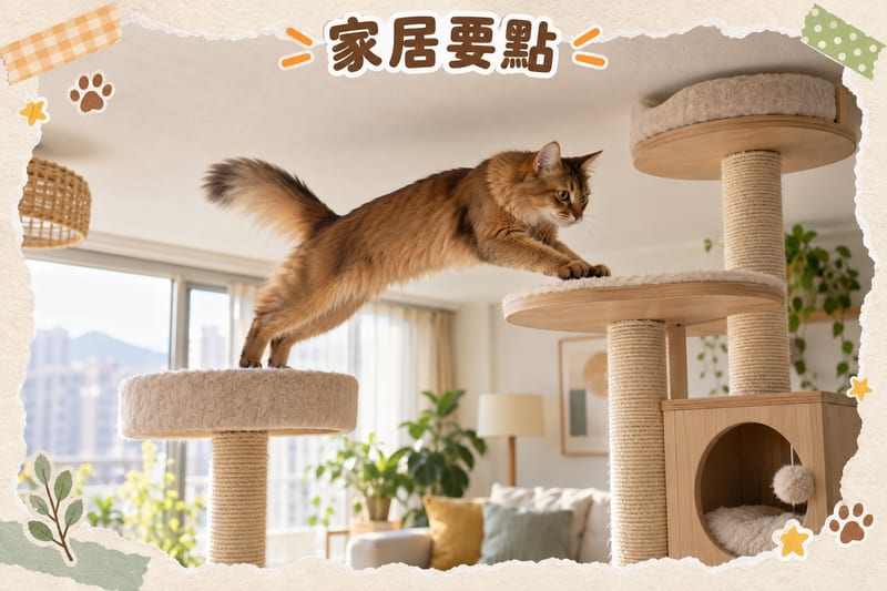 Hong Kong small flat living room, Somali cat on top of tall cat tree watching out the window