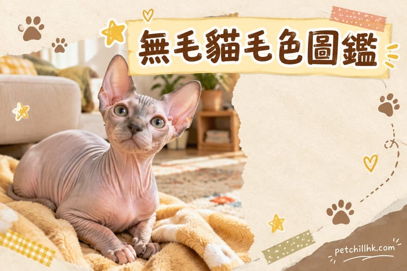 無毛貓顏色圖鑑|香港斯芬克斯皮膚色號花紋全攻略