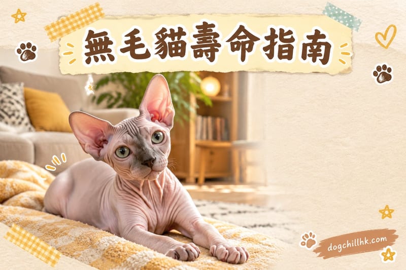 無毛貓壽命幾多歲?香港斯芬克斯健康風險與延壽指南