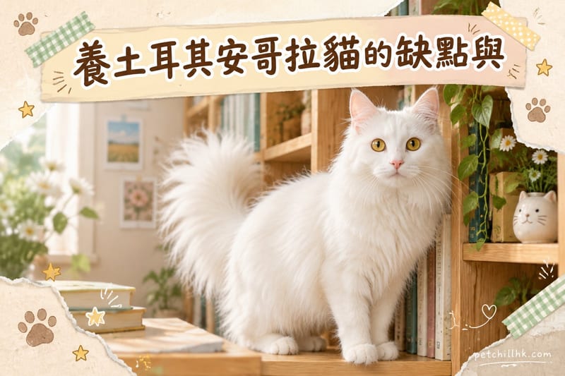 養土耳其安哥拉貓的缺點與應對|香港7項真實代價先講清
