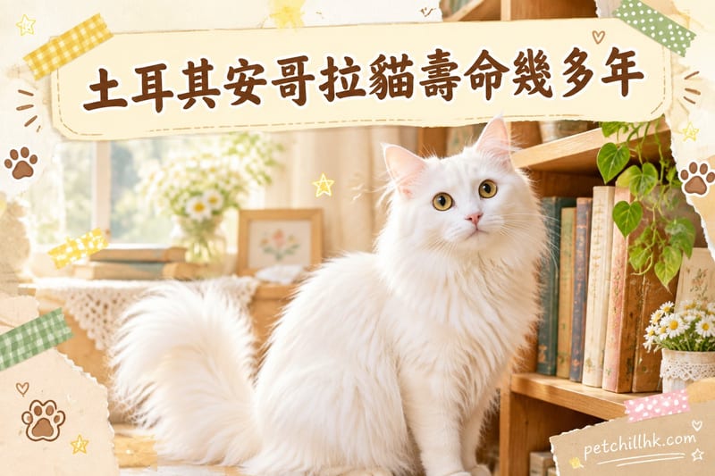 土耳其安哥拉貓壽命幾多年?|香港飼主必讀遺傳警號與延壽清單