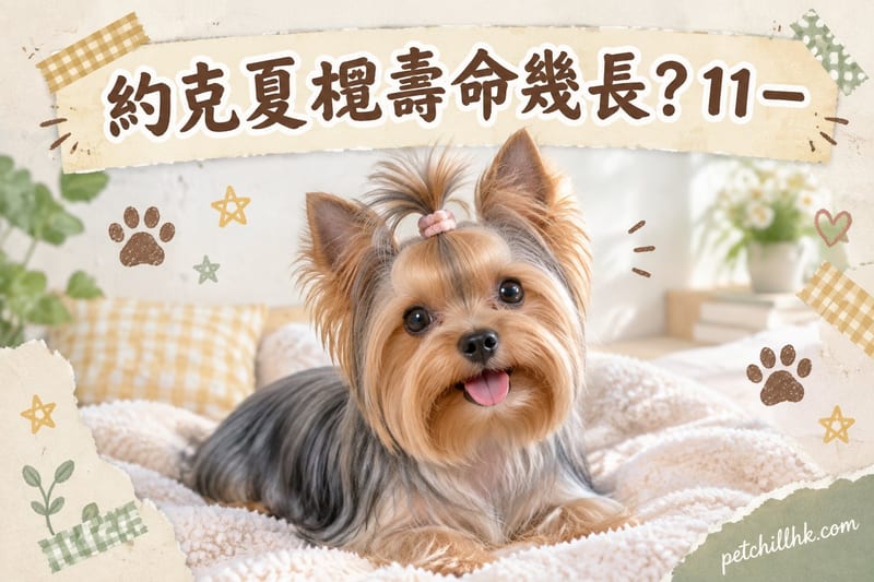 約克夏㹴壽命幾長?|香港11–15年影響因素與延壽清單