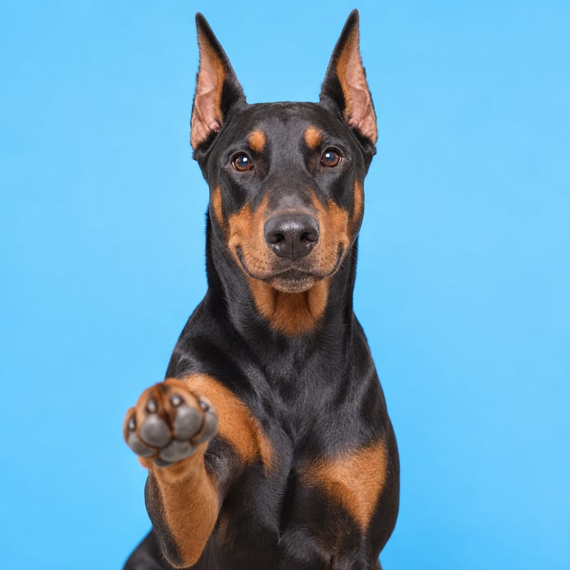 杜賓犬