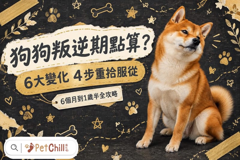 狗狗叛逆期點算?6大變化+4步重拾服從(6個月到1歲半全攻略)