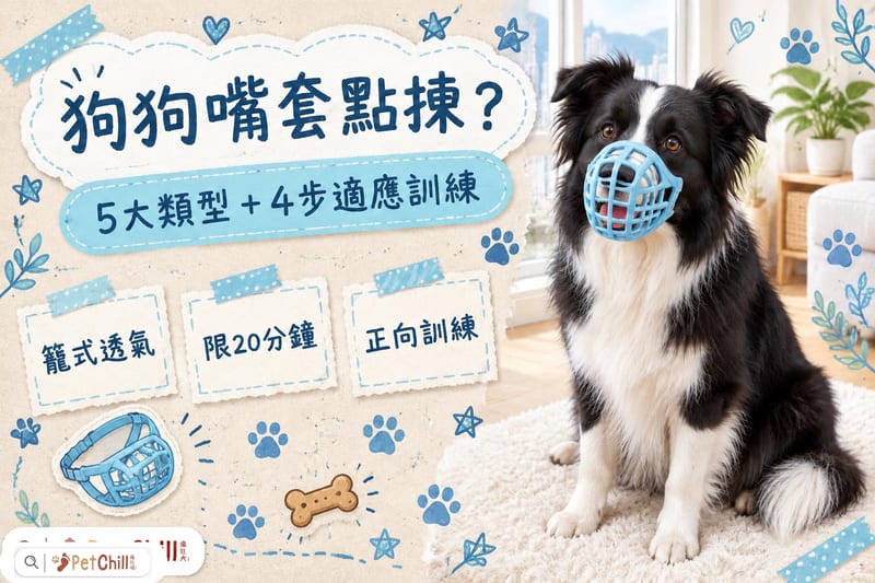 狗狗嘴套點揀?5大類型+4步適應訓練,防咬防亂食全攻略