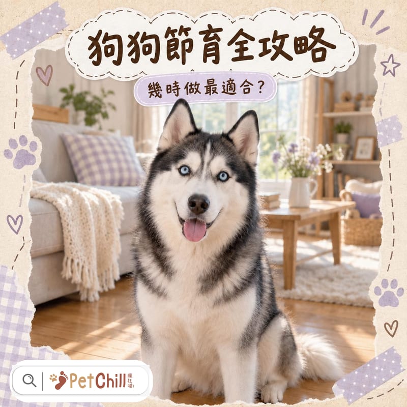 狗狗節育最佳時機?5大好處+術後護理指南