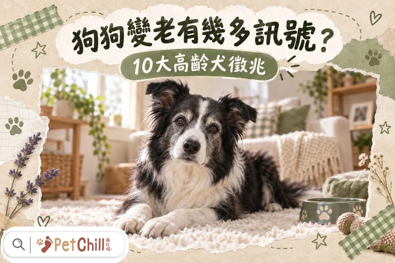 高齡犬10大徵兆+7歲起照顧指南
