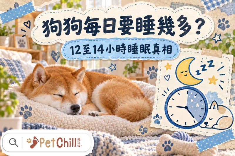 狗狗每日要睡幾多?12至14小時+作息指南