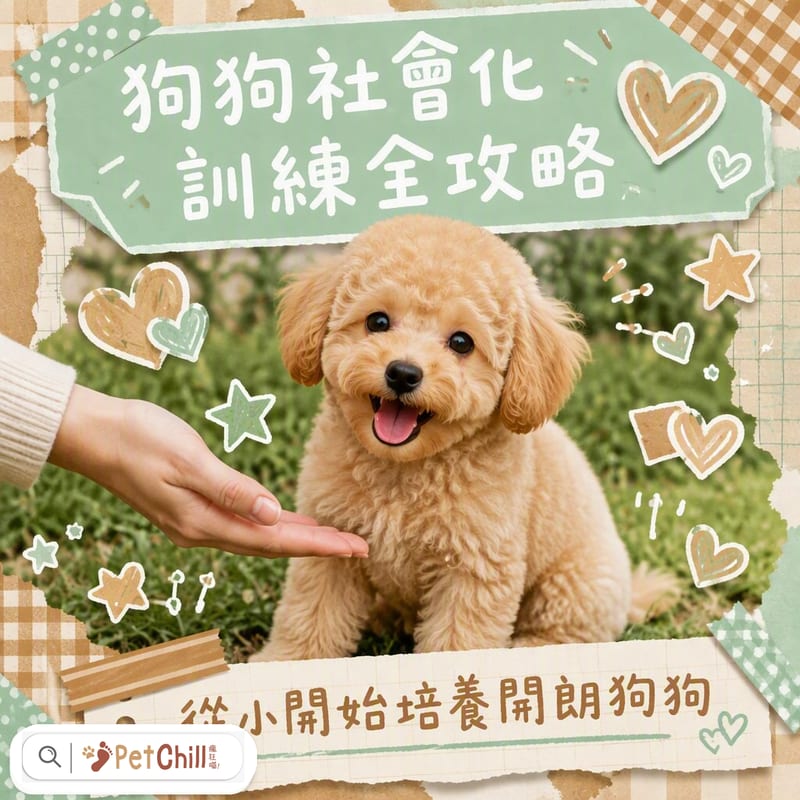 狗狗社會化訓練全攻略|幼犬社交關鍵期、3分鐘法則、5步驟讓毛孩融入人群