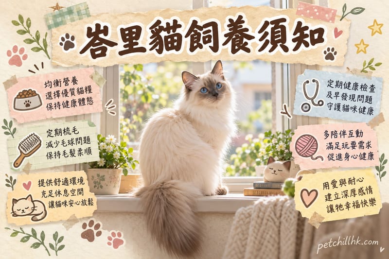 峇里貓飼養須知|香港長毛暹羅型打理、黏人性格同健康警號