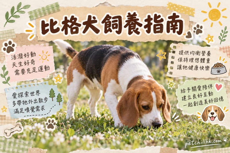 比格犬(比高犬)飼養指南|香港日常照顧、飲食同健康重點