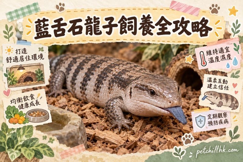 藍舌石龍子飼養全攻略|香港環境、UVB、雜食飲食同斷尾處理(2026)