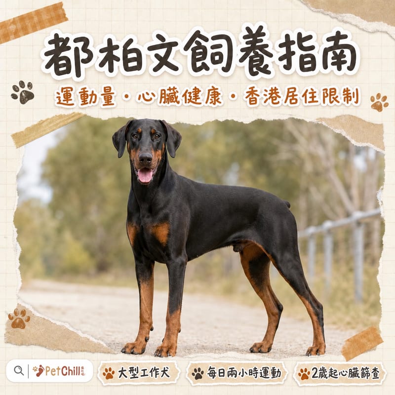 都柏文犬(杜賓犬)飼養指南|香港運動量、心臟健康同居住限制
