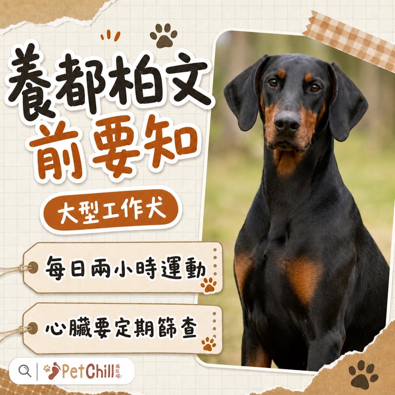 都柏文與主人在香港屋苑平台散步的清晨場景，狗隻戴胸背帶