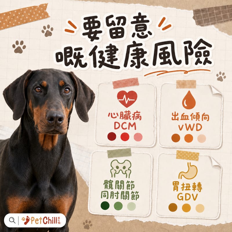 都柏文常見健康問題對照圖卡，列出心臟、關節、皮膚同胃扭轉警號