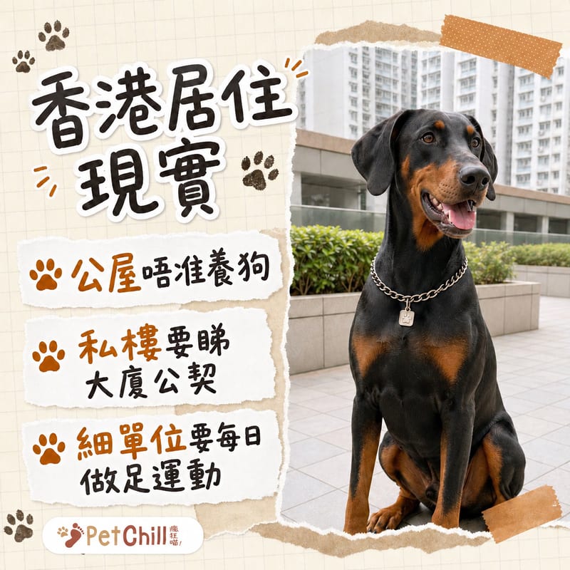 香港住宅單位內都柏文與主人在客廳互動的生活場景