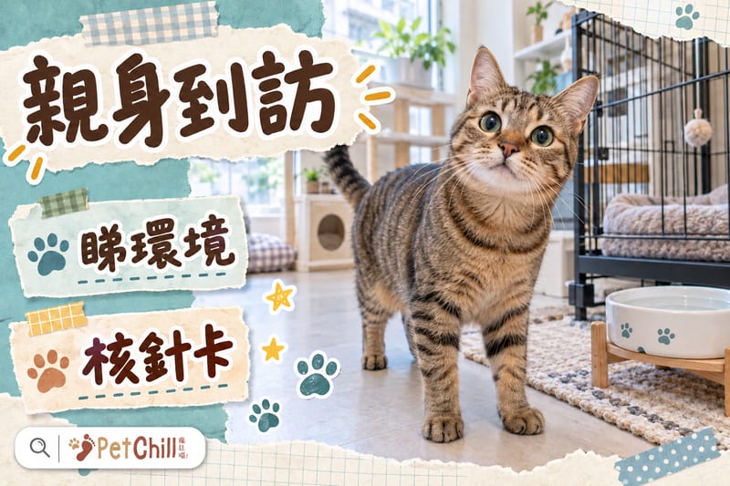 海報插圖:明亮通風房間內嘅短毛貓,旁邊有整齊貓籠同水碗